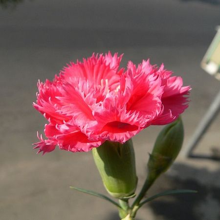 Garoafa, floarea celor nascuti in ianuarie  